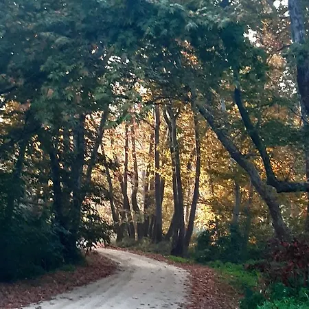 Wilem דירה סארטי